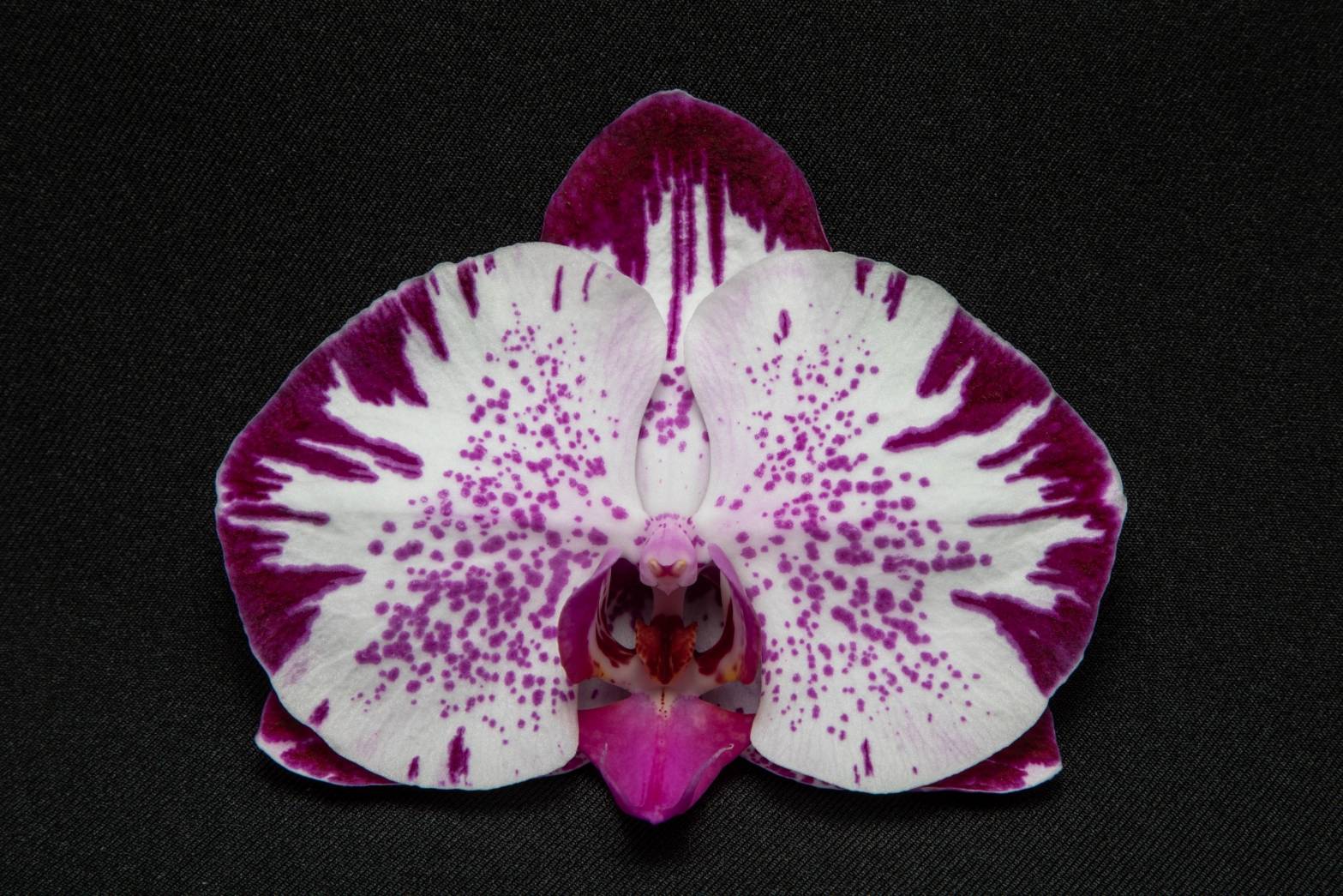 Mixed orchid