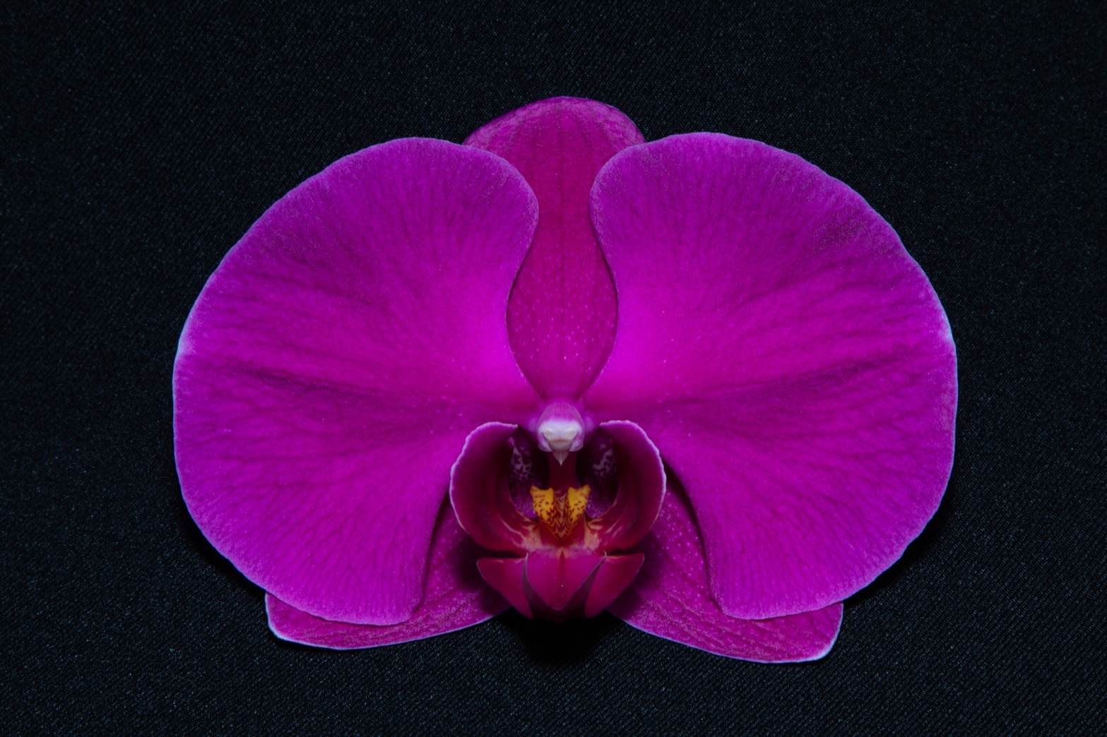 Purple orchid