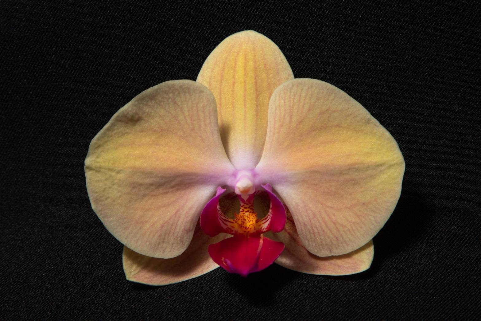 Yellow orchid
